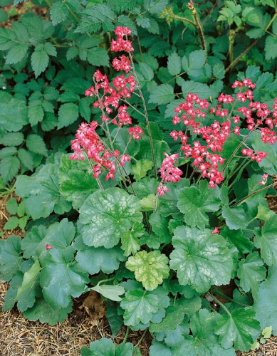 Гейхера Колокольчик 1 шт Р9