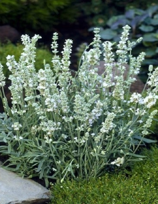 Лаванда узколистная Эрли Вайт Сцент компакт 1 шт Р9