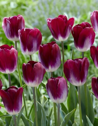 Тюльпан Канзас Прауд 1 уп. (3шт.)