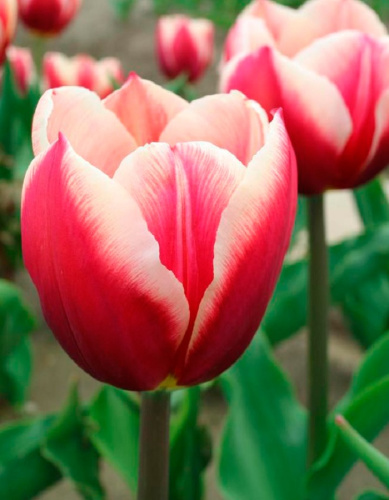 Тюльпан Пол Позишн 1 уп. (3шт.)