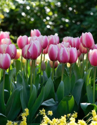 Тюльпан Мендис Чойс 1 уп. (3шт.)