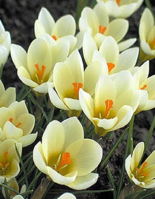 Крокус Крим Бьюти 1 уп. (5 шт.)