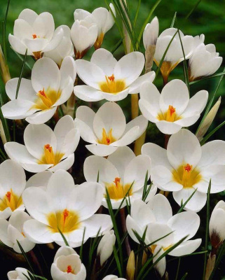 Крокус Ард Шенк 1 уп. (3 шт.)