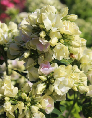 Флокс Крем де ла Крем 1 шт.