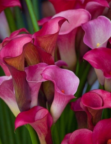 Калла Диор 1 уп. (2 шт.)