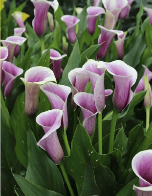 Калла Аирбраш 1 уп. (2 шт.)