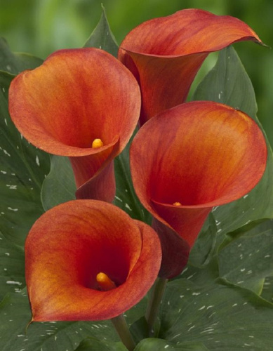 Калла Капитан Серано 1 уп. (2 шт.)