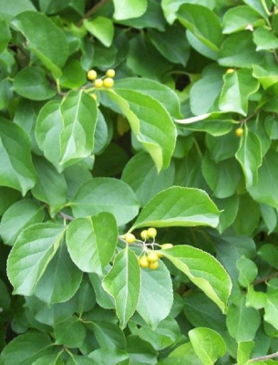 Древогубец круглолистный 1 шт Р9