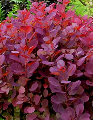 Скумпия Грейс 1 шт Р9