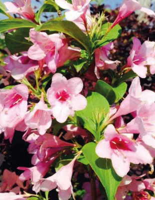 Вейгела Боскуп Глори 1 шт Р9