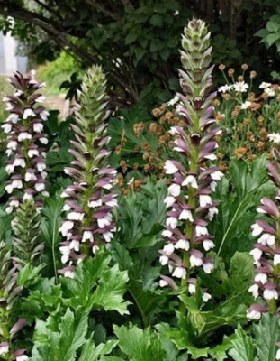 Акант моллис 1 шт