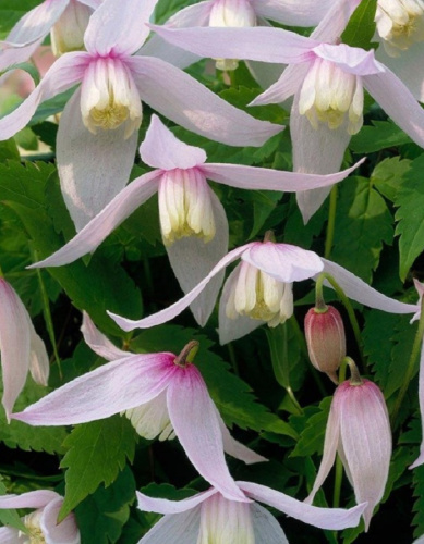 Клематис Альпийский Вилли 1 шт Р9