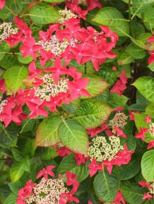 Гортензия крупнолистная Ротшванц 1 шт Р9