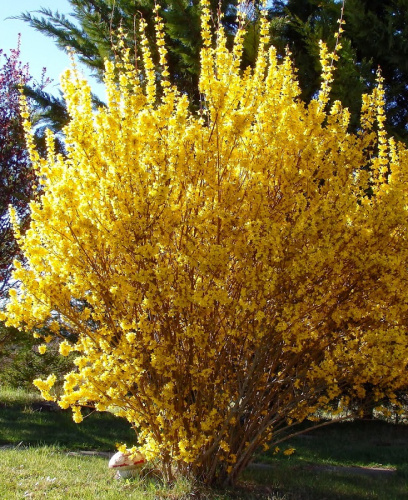 Форзиция промежуточная Спектабилис 1 шт ASF Р9