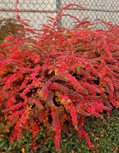 Барбарис Тунберга Оранж Карпет 1 шт Р9