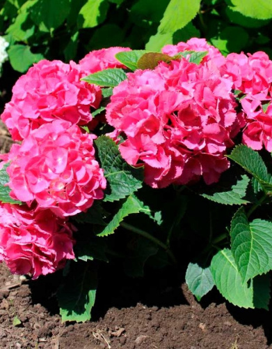 Гортензия крупнолистная Альпенблюхер 1 шт Р9