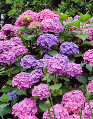 Гортензия крупнолистная Гамбург 1 шт Р9