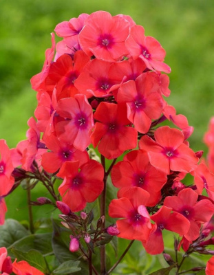 Флокс Виндзор 1 шт.