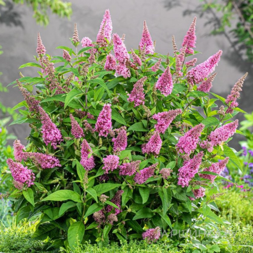 Буддлея Давида Баттерфляй Канди Литл Пинк 1 шт Р9