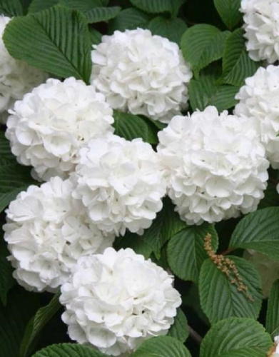 Гортензия крупнолистная Сноуболл 1 шт Р9