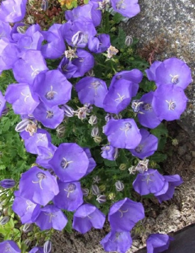 Колокольчик карпатский Авида блю 1 шт Р9