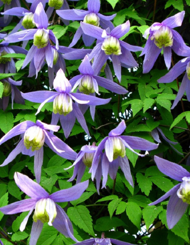 Клематис Альпийский 1 шт Р9