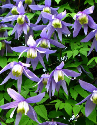 Клематис Альпийский 1 шт Р9