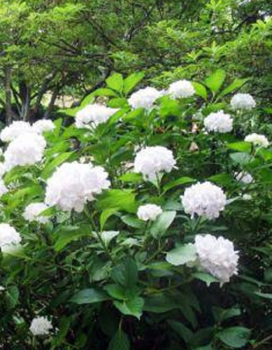 Гортензия крупнолистная Сестра Тереза 1 шт Р9