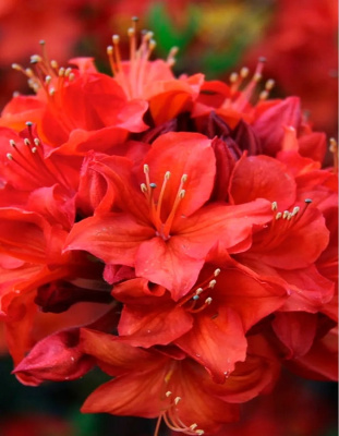 Рододендрон Долоросо 1 шт Р9