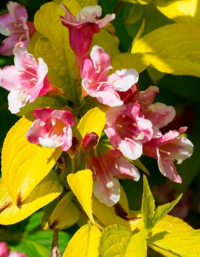 Вейгела гибридная Лоймансей Ауреа 1 шт Р9