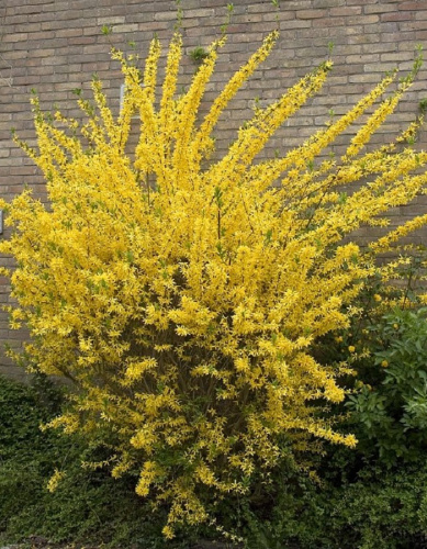 Форзиция Спринг Глори 1 шт ASF Р9