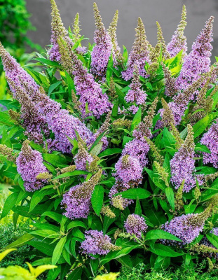 Буддлея Давида Баттерфляй Канди Литл Свитхарт 1 шт Р9