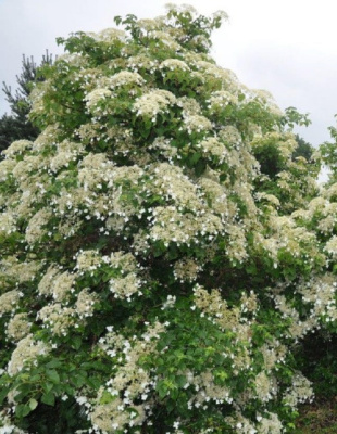 Гортензия черешковая Петиоларис 1 шт Р9