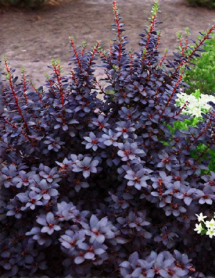 Барбарис Тунберга Конкорд 1 шт Р9