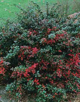 Барбарис средний Ред Джевел 1 шт Р9