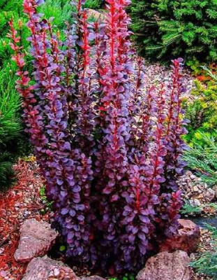 Барбарис Тунберга Хелмонд Пилар 1 шт Р9