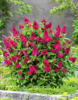 Буддлея Давида Канди Литл Руби 1 шт Р9