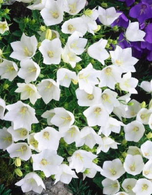 Колокольчик карпатский Авида вайт 1 шт Р9