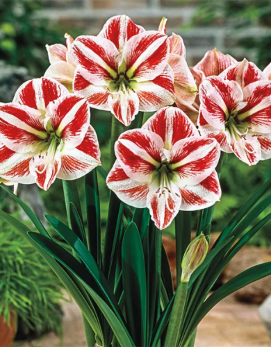 Амариллис Клоун 1 шт.