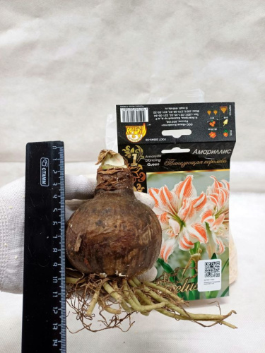 Амариллис Танцующая королева 1 шт.