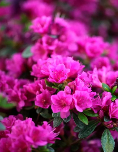 Рододендрон Гейша Пурпл 1 шт Р9