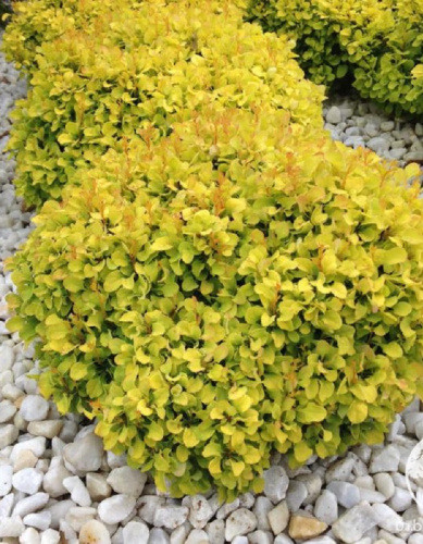 Барбарис Тунберга Голдалита 1 шт Р9