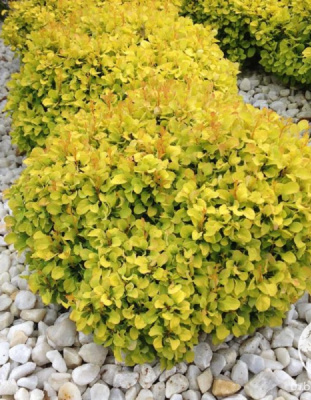 Барбарис Тунберга Голдалита 1 шт Р9