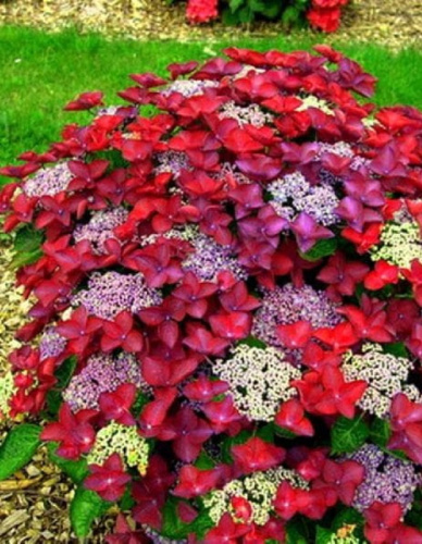 Гортензия крупнолистная Роткелхен 1 шт Р9