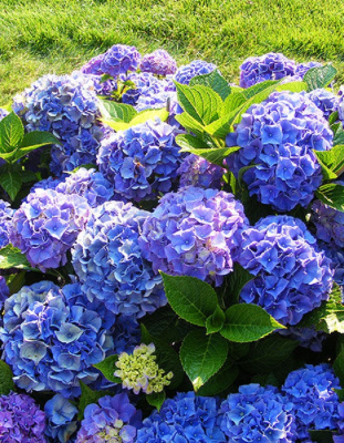 Гортензия крупнолистная Боденси 1 шт Р9