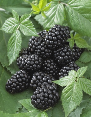 Ежевика Черный Сатин