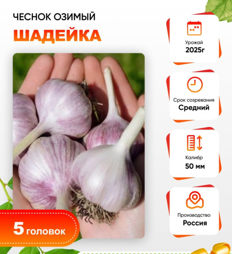 Чеснок Шадейка 1 уп. (5 головок) калибр 5