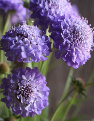 Скабиоза Лавандовая (УД) 0,1 гр цв п