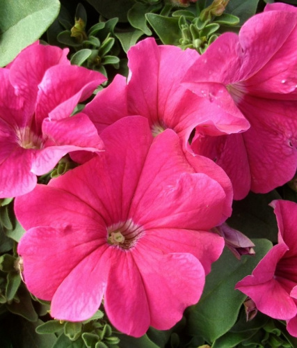 Петуния грандифлора Из Ридер Дип Пинк 50др (PanAmerican Seed)