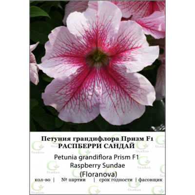 Петуния грандифлора Призм Расберри Сандай 100др (Fioranova)